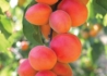Kép 2/2 - Prunus Armeniaca Bhart (orangered) / Bhart (orangered) Kajszibarack