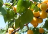 Kép 1/2 - Prunus Armeniaca Ceglédi Kedves / Ceglédi Kedves Kajszibarack