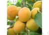 Kép 2/2 - Prunus Armeniaca Ceglédi Kedves / Ceglédi Kedves Kajszibarack