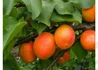 Kép 1/3 - Prunus Armeniaca Ceglédi Piroska / Ceglédi Piroska Kajszibarack