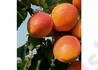 Kép 2/3 - Prunus Armeniaca Ceglédi Piroska / Ceglédi Piroska Kajszibarack