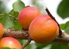 Kép 3/3 - Prunus Armeniaca Ceglédi Piroska / Ceglédi Piroska Kajszibarack
