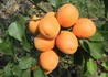 Kép 2/2 - Prunus Armeniaca Hargrand / Hargrand Kajszibarack
