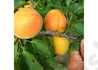 Kép 1/2 - Prunus Armeniaca Harmat / Harmat Kajszibarack