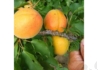 Kép 1/2 - Prunus Armeniaca Harmat / Harmat Kajszibarack