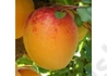 Kép 2/2 - Prunus Armeniaca Harmat / Harmat Kajszibarack