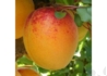 Kép 2/2 - Prunus Armeniaca Harmat / Harmat Kajszibarack