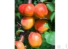 Kép 1/2 - Prunus Armeniaca Korai Piros / Korai Piros Kajszibarack