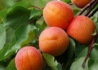 Kép 1/2 - Prunus Armeniaca rakovsky / Rakovsky Kajszibarack