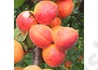 Kép 2/2 - Prunus Armeniaca rakovsky / Rakovsky Kajszibarack
