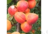 Kép 2/2 - Prunus Armeniaca rakovsky / Rakovsky Kajszibarack
