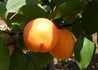 Kép 1/2 - Prunus Armeniaca ceglédi gömbölyű / Ceglédi Gömbölyű Kajszibarack