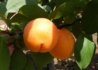 Kép 1/2 - Prunus Armeniaca ceglédi gömbölyű / Ceglédi Gömbölyű Kajszibarack
