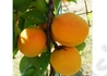 Kép 2/2 - Prunus Armeniaca ceglédi gömbölyű / Ceglédi Gömbölyű Kajszibarack