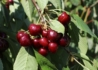Kép 1/3 - Prunus Avium Regina / Regina cseresznye