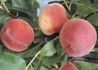 Kép 1/2 - Prunus Persica Early Redhaven / Early Redhaven Őszibarack