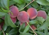 Kép 2/2 - Prunus Persica Early Redhaven / Early Redhaven Őszibarack