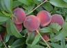 Kép 2/2 - Prunus Persica Early Redhaven / Early Redhaven Őszibarack