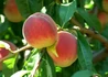 Kép 2/2 - Prunus Persica Ford / Ford Őszibarack
