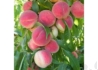 Kép 1/2 - Prunus Persica Genadix 4 / Genadix 4 Őszibarack