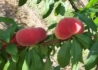 Kép 1/2 - Prunus Persica Remény / Remény Őszibarack
