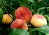 Kép 2/2 - Prunus Persica Remény / Remény Őszibarack