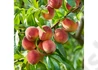 Kép 2/2 - Prunus Persica Suncrest / Suncrest Őszibarack