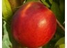 Kép 1/2 - Prunus Persica Weinberger / Weinberger nektarin