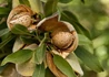 Kép 1/2 - Prunus amygdalus Budatétényi 70 / Budatétényi 70 mandula Alany: Mandula
