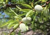 Kép 2/2 - Prunus amygdalus Budatétényi 70 / Budatétényi 70 mandula Alany: Mandula