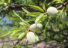 Kép 2/2 - Prunus amygdalus Budatétényi 70 / Budatétényi 70 mandula