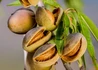 Kép 1/2 - Prunus amygdalus Tétényi bőtermő / Tétényi bőtermő mandula Alany: Mandula
