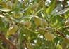 Kép 2/2 - Prunus amygdalus Tétényi bőtermő / Tétényi bőtermő mandula Alany: Mandula