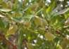 Kép 2/2 - Prunus amygdalus Tétényi bőtermő / Tétényi bőtermő mandula