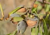 Kép 1/2 - Prunus amygdalus Tétényi rekord / Tétényi rekord mandula