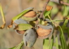 Kép 1/2 - Prunus amygdalus Tétényi rekord / Tétényi rekord mandula