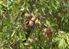 Kép 2/2 - Prunus amygdalus Tétényi rekord / Tétényi rekord mandula Alany: Mandula