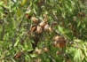 Kép 2/2 - Prunus amygdalus Tétényi rekord / Tétényi rekord mandula