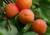 Kép 2/2 - Prunus armeniaca Budapest / Budapest Kajszibarack