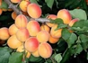 Kép 2/2 - Prunus armeniaca Ceglédi arany / Ceglédi arany Kajszibarack
