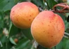 Kép 1/2 - Prunus armeniaca Ceglédi óriás / Ceglédi óriás Kajszibarack