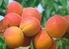 Kép 1/2 - Prunus armeniaca Harcot / Harcot kajszibarack