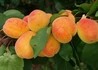Kép 1/2 - Prunus armeniaca Magyarkajszi C235 / Magyarkajszi C235 Kajszibarack