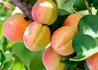 Kép 2/2 - Prunus armeniaca Magyarkajszi C235 / Magyarkajszi C235 Kajszibarack