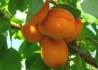 Kép 1/2 - Prunus armeniaca Rózsakajszi C1406 / Rózsakajszi C1406 kajszibarack