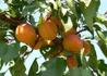 Kép 2/2 - Prunus armeniaca Rózsakajszi C1406 / Rózsakajszi C1406 kajszibarack