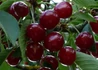 Kép 1/3 - Prunus avium Bigarreau Burlat / Bigarreau Burlat cseresznye
