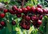 Kép 2/3 - Prunus avium Bigarreau Burlat / Bigarreau Burlat cseresznye
