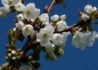 Kép 3/3 - Prunus avium Bigarreau Burlat / Bigarreau Burlat cseresznye