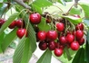 Kép 3/3 - Prunus avium Katalin / Katalin cseresznye